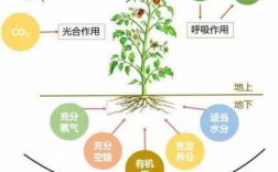 有机增长是什么意思（有机增长和无机增长的优缺点）