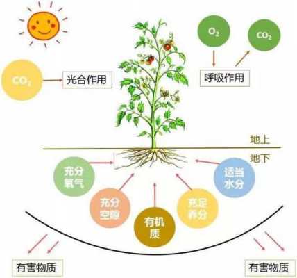 有机增长是什么意思（有机增长和无机增长的优缺点）-图1