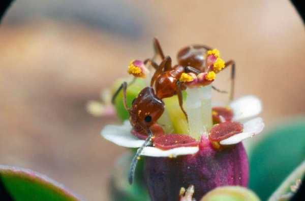 蚂蚁花有什么用处（蚂蚁花怎么种植）-图2