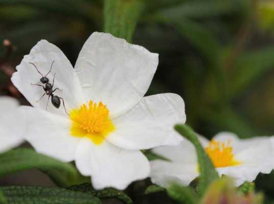 蚂蚁花有什么用处（蚂蚁花怎么种植）-图1